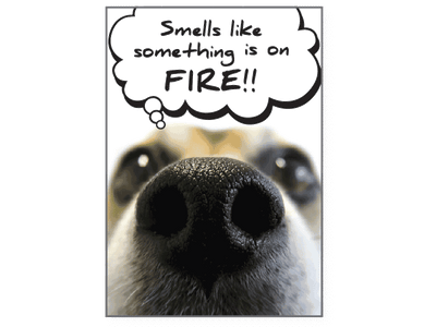 Birthday Pet Greeting Card - I Smell Something