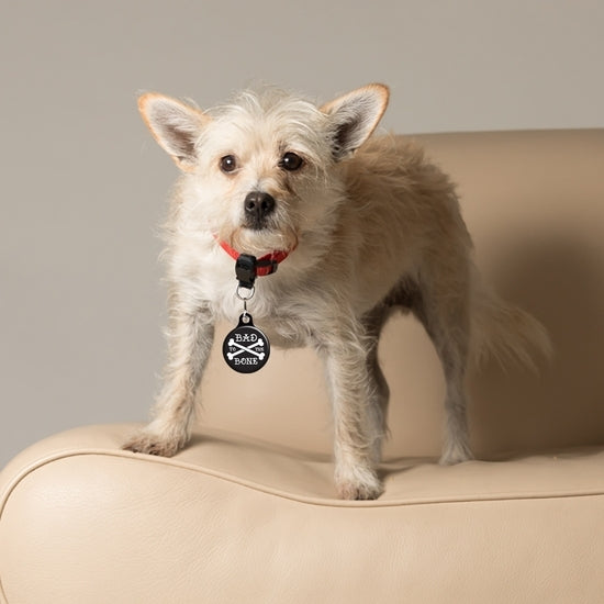 Pride Paw Collar Charm