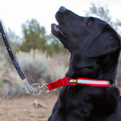 Alpine Chew-Proof Cable Filled 5-ft Dog Leash For Large To XL Dogs