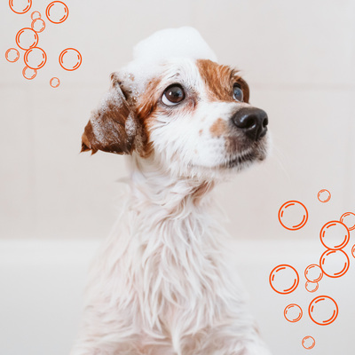 Tail Wagging Spa Services