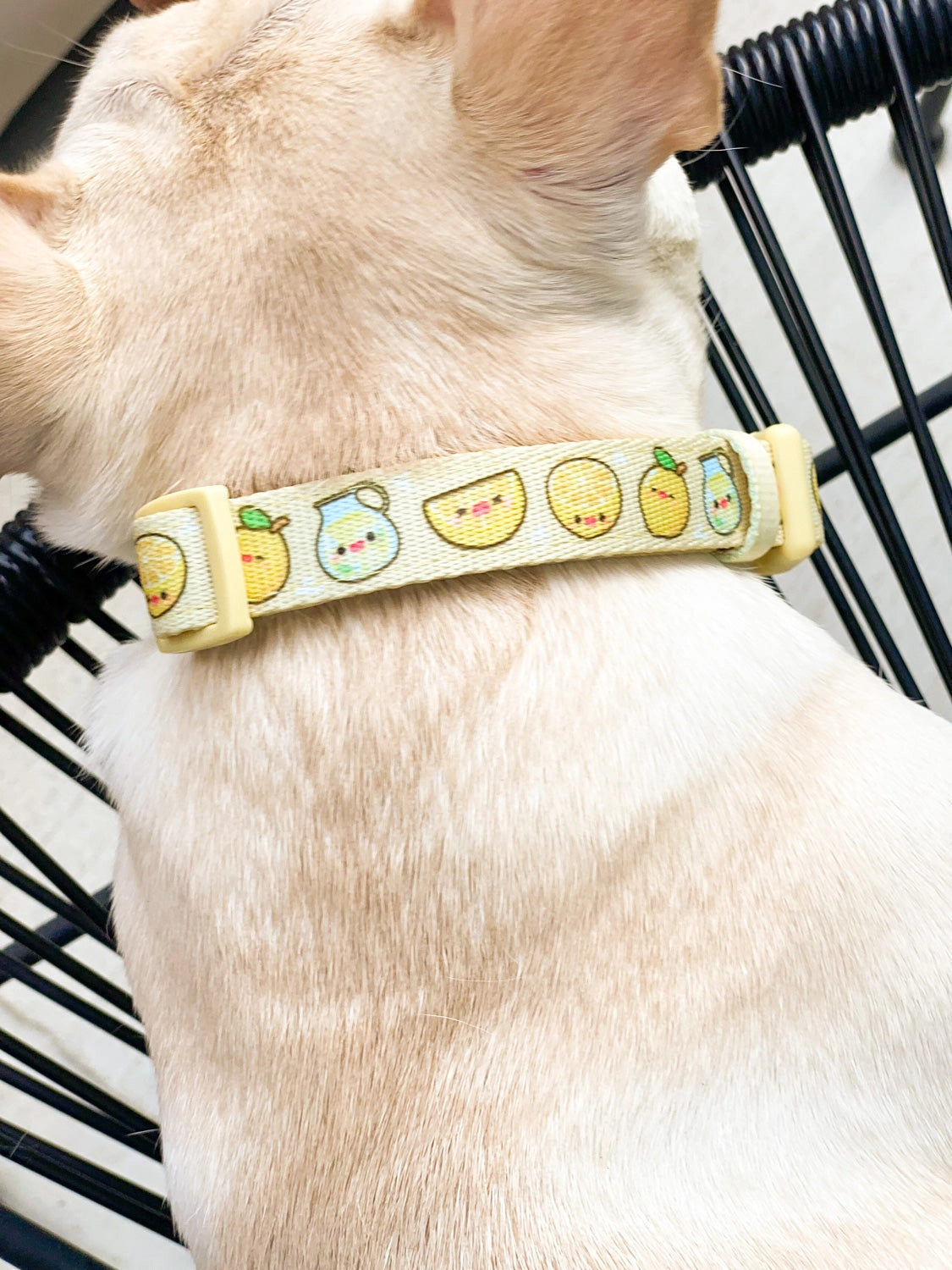 Lemonade Dog Collar