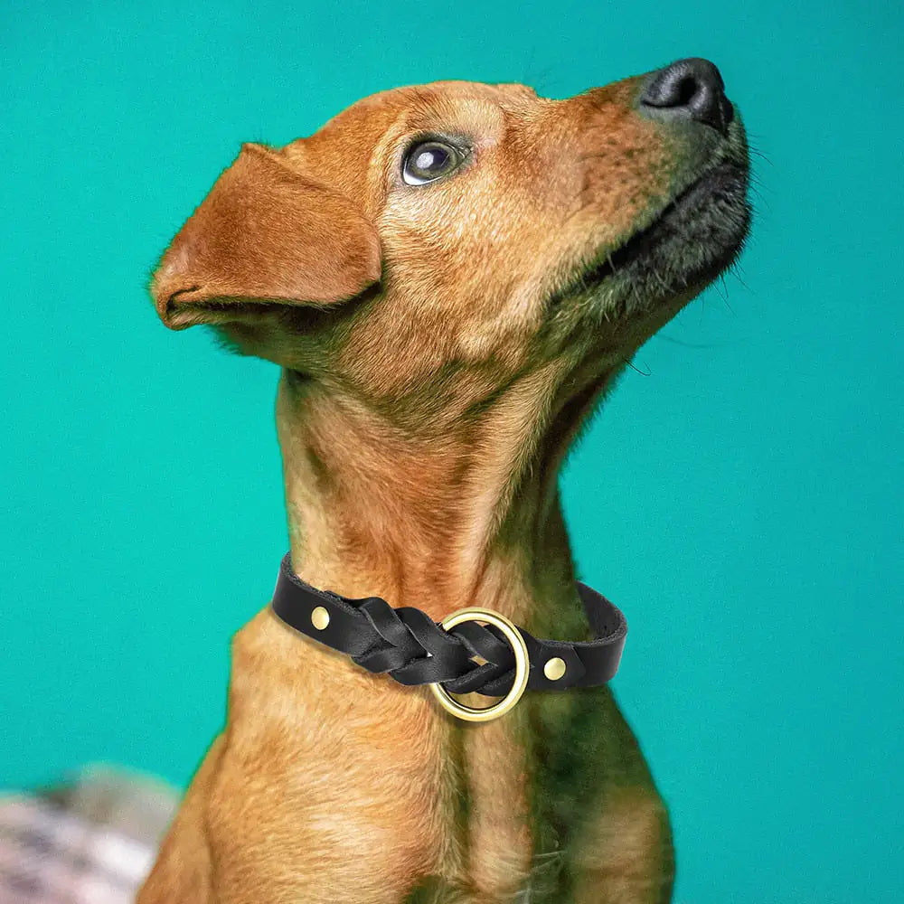 Braided Dog Collar and Leash Set