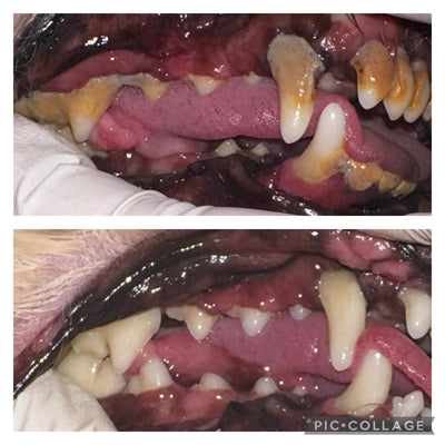 Non Anesthetic Pet Teeth Cleaning
