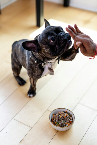 Pets Bowls and Feeders