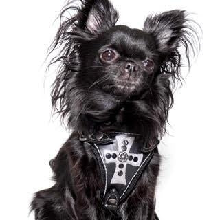 Duke and Dutchess Black Grey Suede Cross Vegan Leather Harness