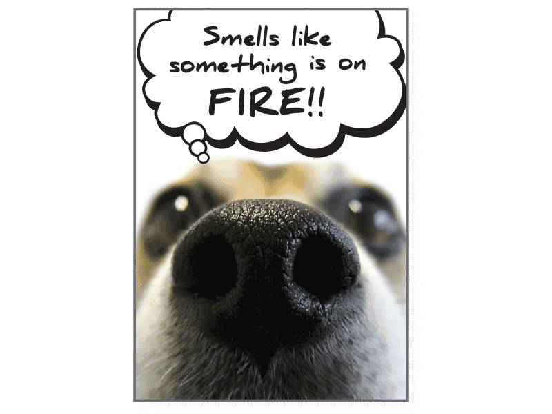 Birthday Pet Greeting Card - I Smell Something