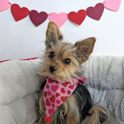 Huxley & Kent Valentine Dog Bandana