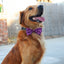 Huxley & Kent Leopard Valentine Dog Bow Tie