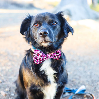 Huxley & Kent Leopard Valentine Dog Bow Tie