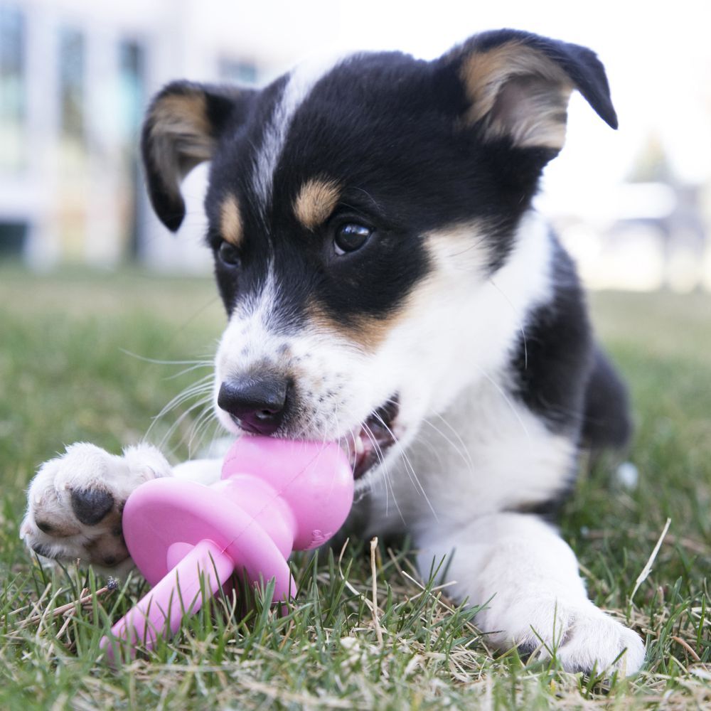 Puppy Kong Binkie Dog Toy