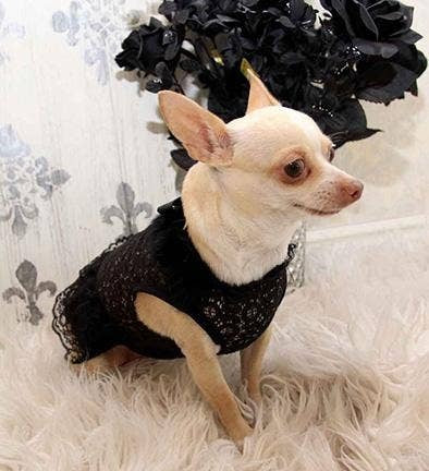 Duke and Dutchess Dog Black Lace Dress