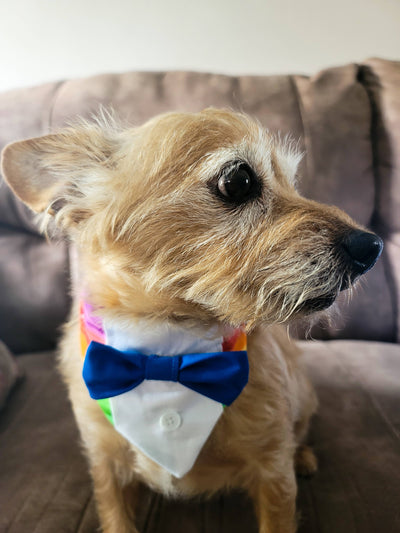 Top Rocks Doggie Wear Rainbow Pride Tuxedo Bandana