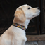 The Paw Tribe Rainbow Bead Zig Zag Leather Buckle Dog Collar