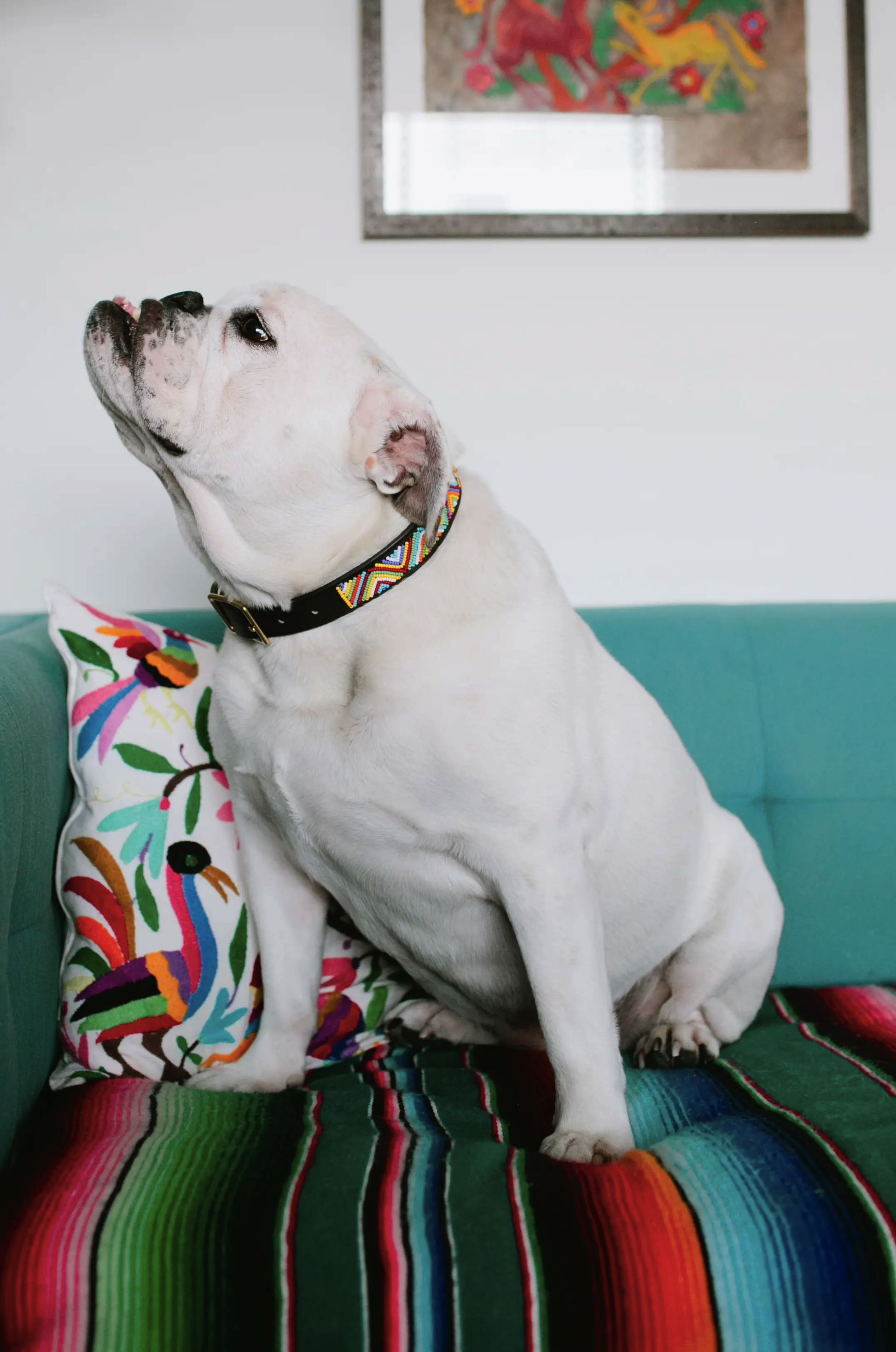 The Paw Tribe Rainbow Bead Zig Zag Leather Buckle Dog Collar