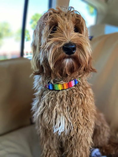 The Paw Tribe Rainbow Bead Horizontal Leather Buckle Dog Collar