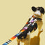 Dog H Harness | Zee Dog Prisma