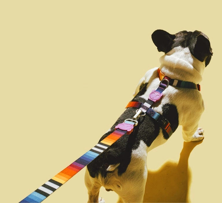 Dog H Harness | Zee Dog Prisma