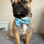 PupFlix Bow Tie