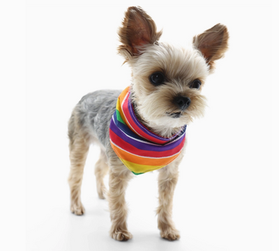 Bandana Rainbow Pride for Dogs