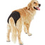 PetMate Reusable Dog Diaper