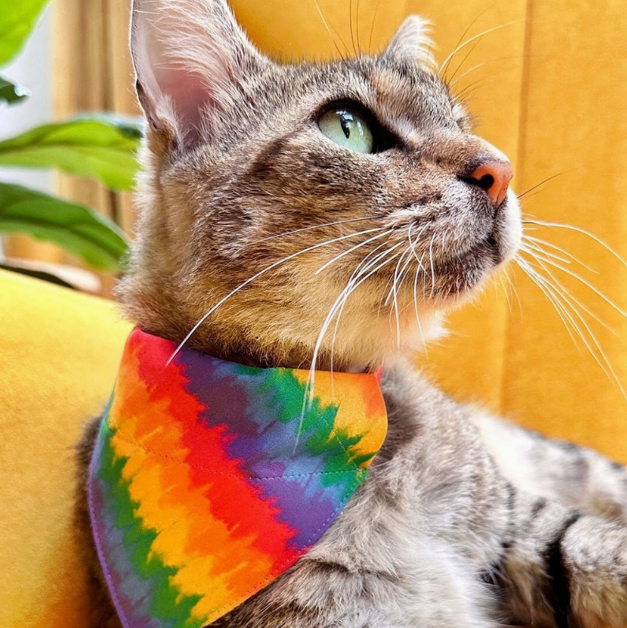 Rainbow Tie-Dye Bandana for Cats and Small dogs
