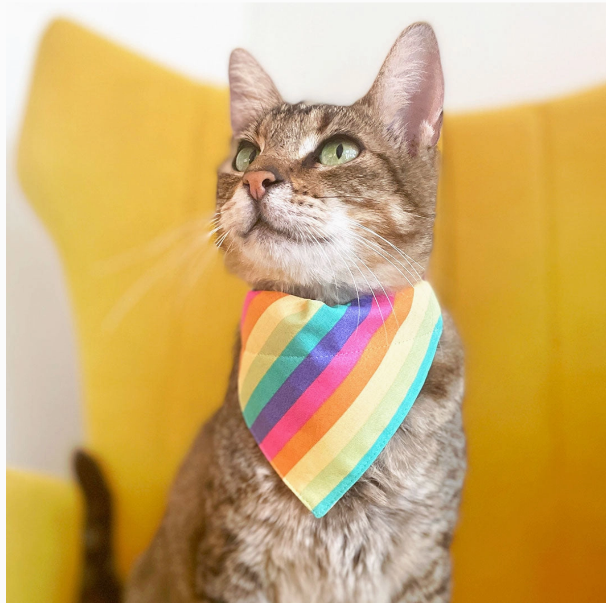 Pastel Rainbow - Bandana For Cat + Small Dog