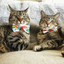 Rainbow Magic - Bow Tie For Cats + Small Dogs