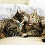 Rainbow Magic - Bow Tie For Cats + Small Dogs