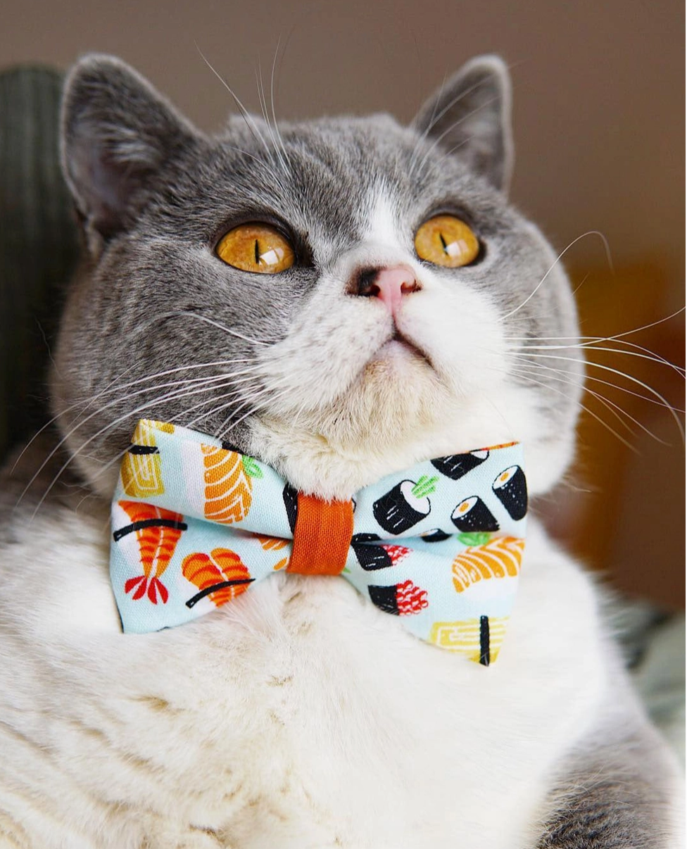 Sushi Bow Tie for Cats + Small Dogs