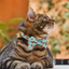 Watermelon Bow Tie for Cats + Small Dogs