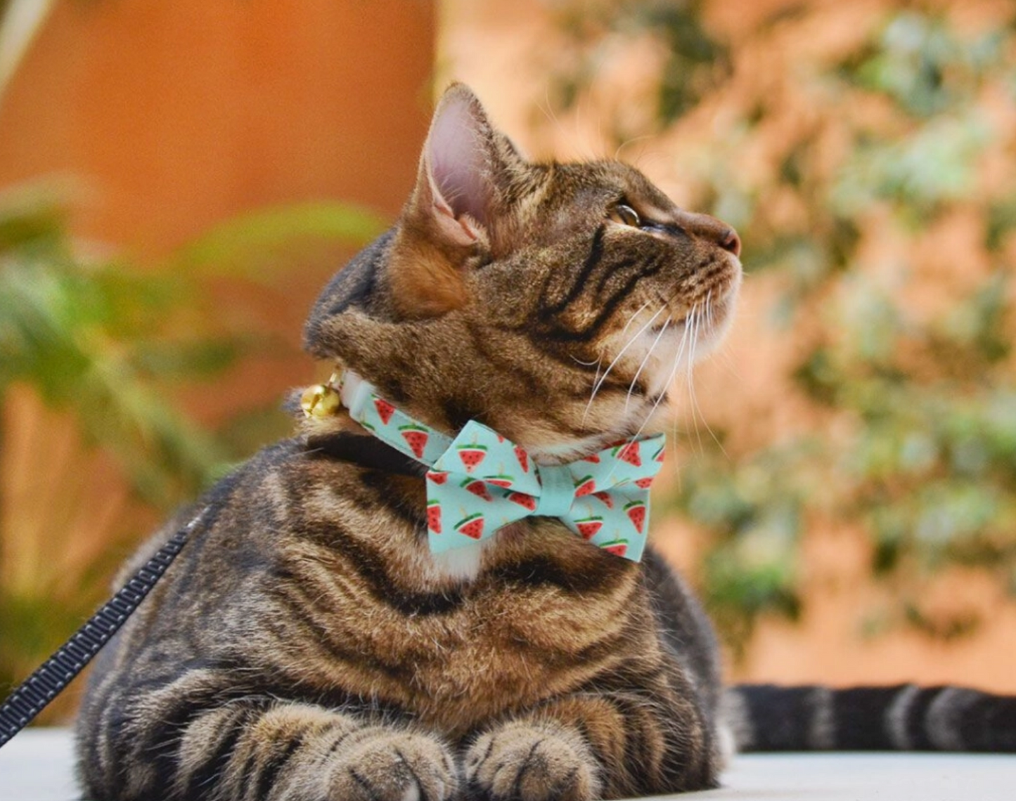 Watermelon Bow Tie for Cats + Small Dogs