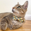 Breakfast Bow Tie For Cats + Small Dogs