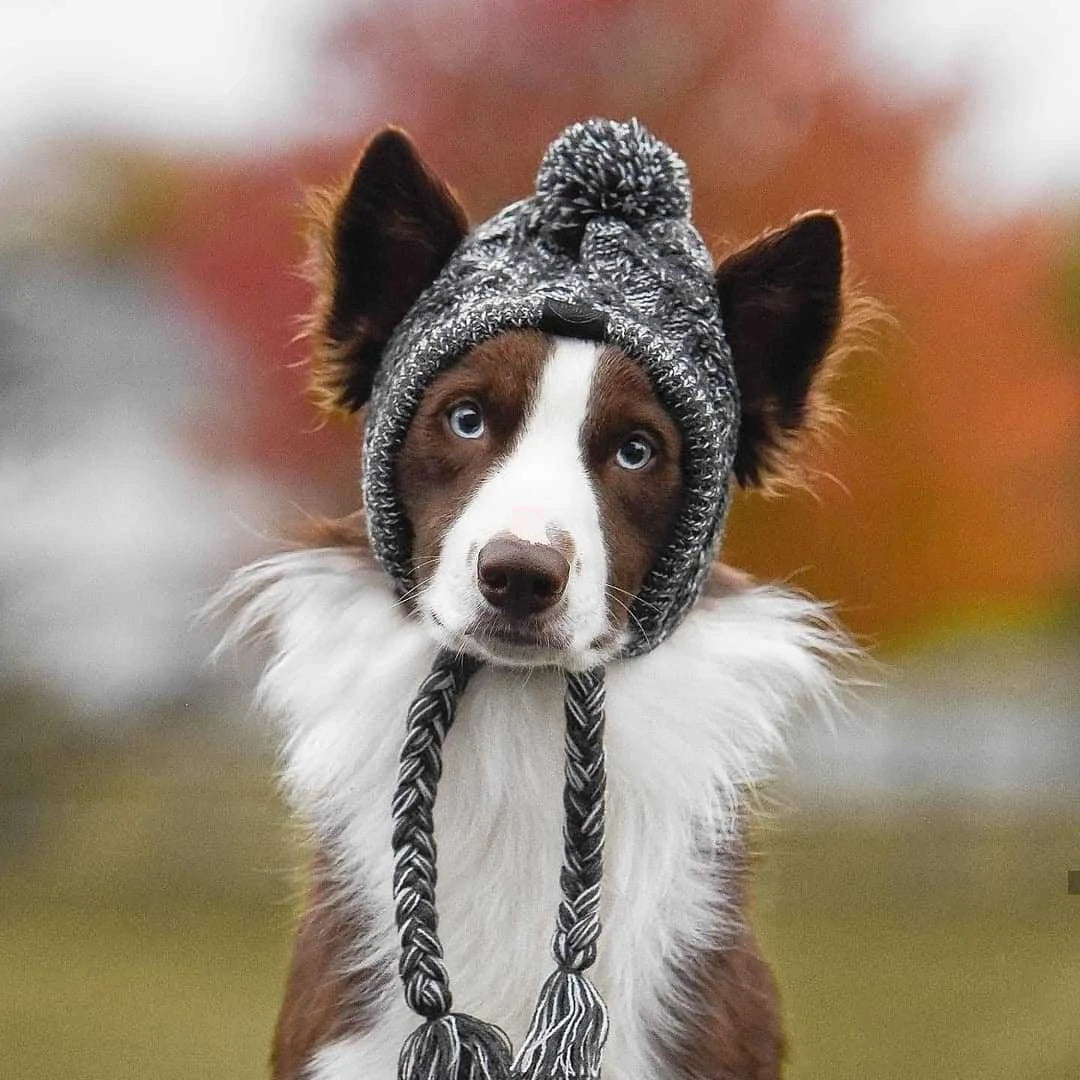 Dog Beenie