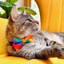 Rainbow Tie-Dye Bow Tie for Cats and Small dogs