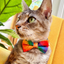 Rainbow Tie-Dye Bow Tie for Cats and Small dogs