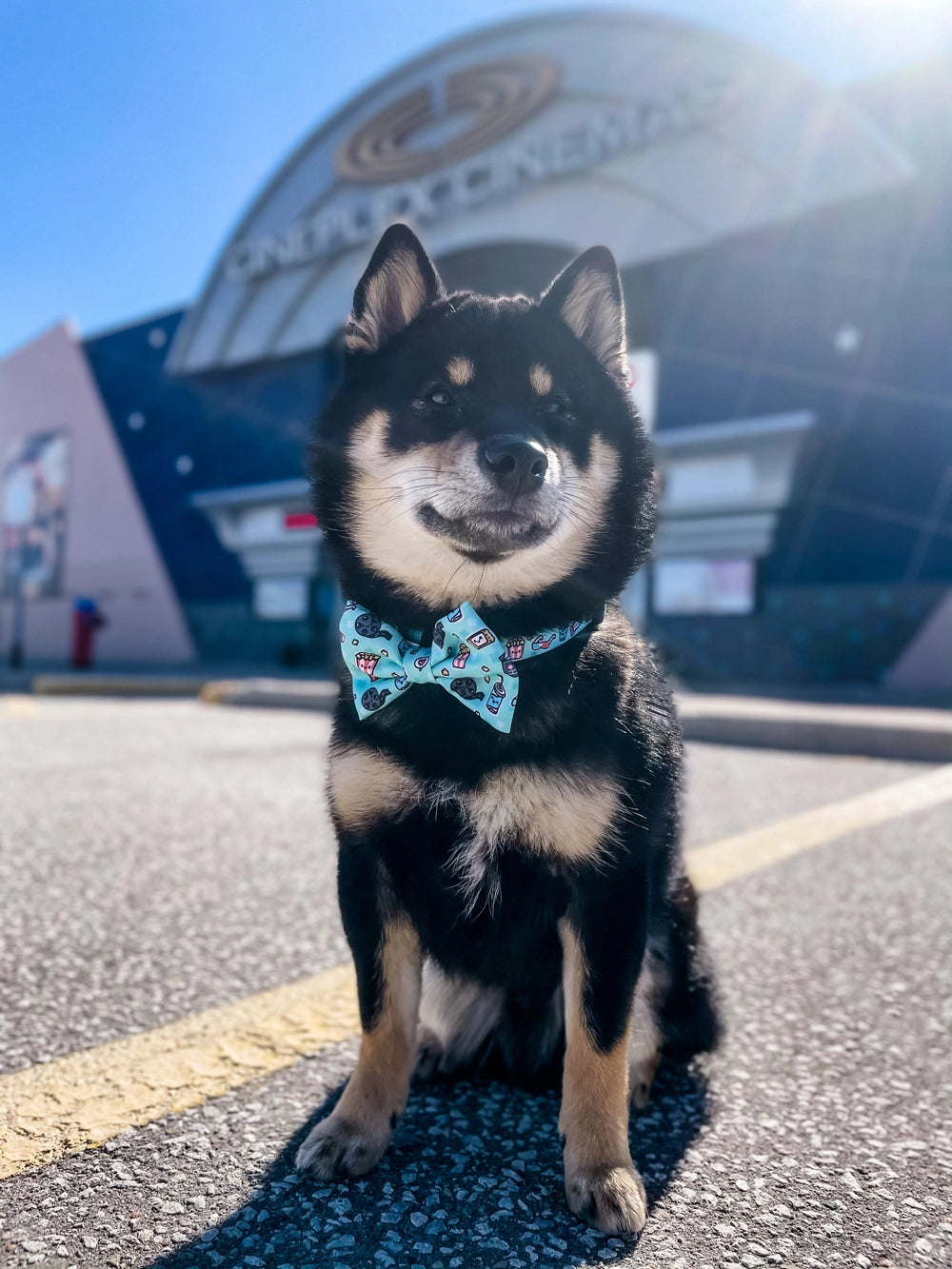 PupFlix Bow Tie