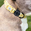 Lemonade Dog Collar