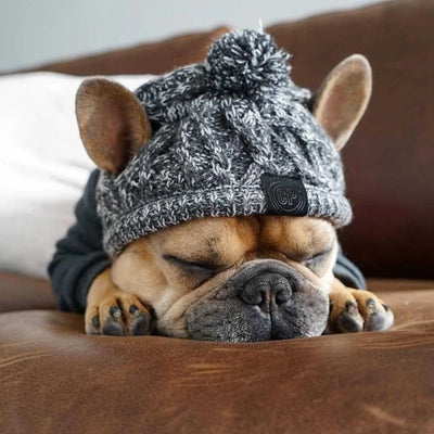 Dog Beenie