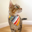 Pride Bandana for Cats and Small dogs