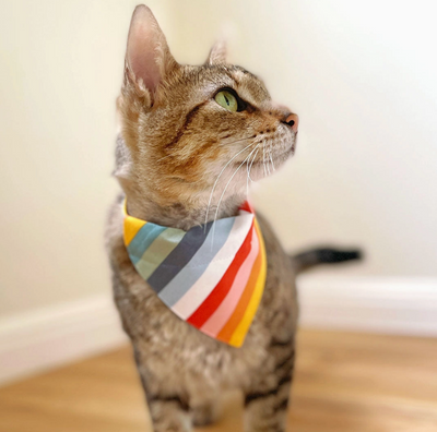 Pride Bandana for Cats and Small dogs