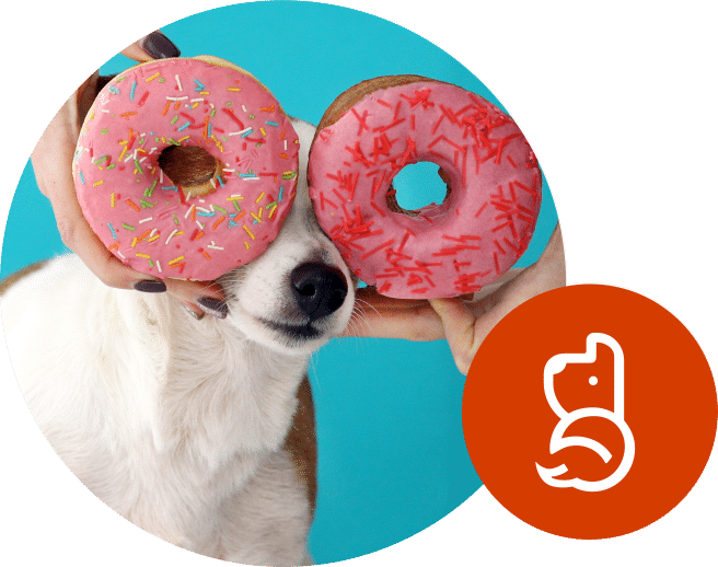 Dog with Donut Eyes